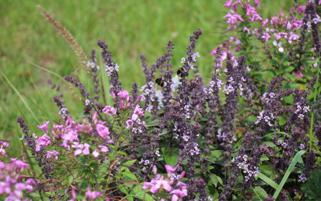 Kräuterwanderungen Bernau