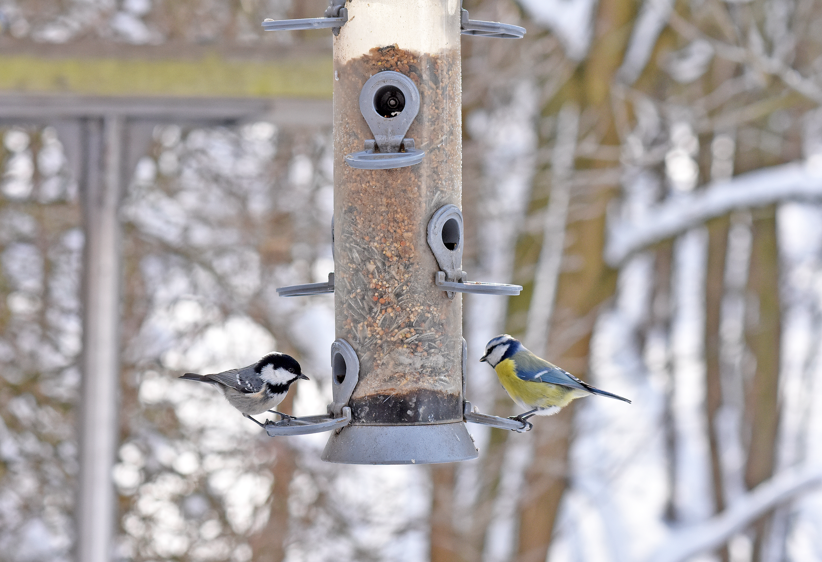 Ferienprogramm: Wanninchens wilde Wintervögel