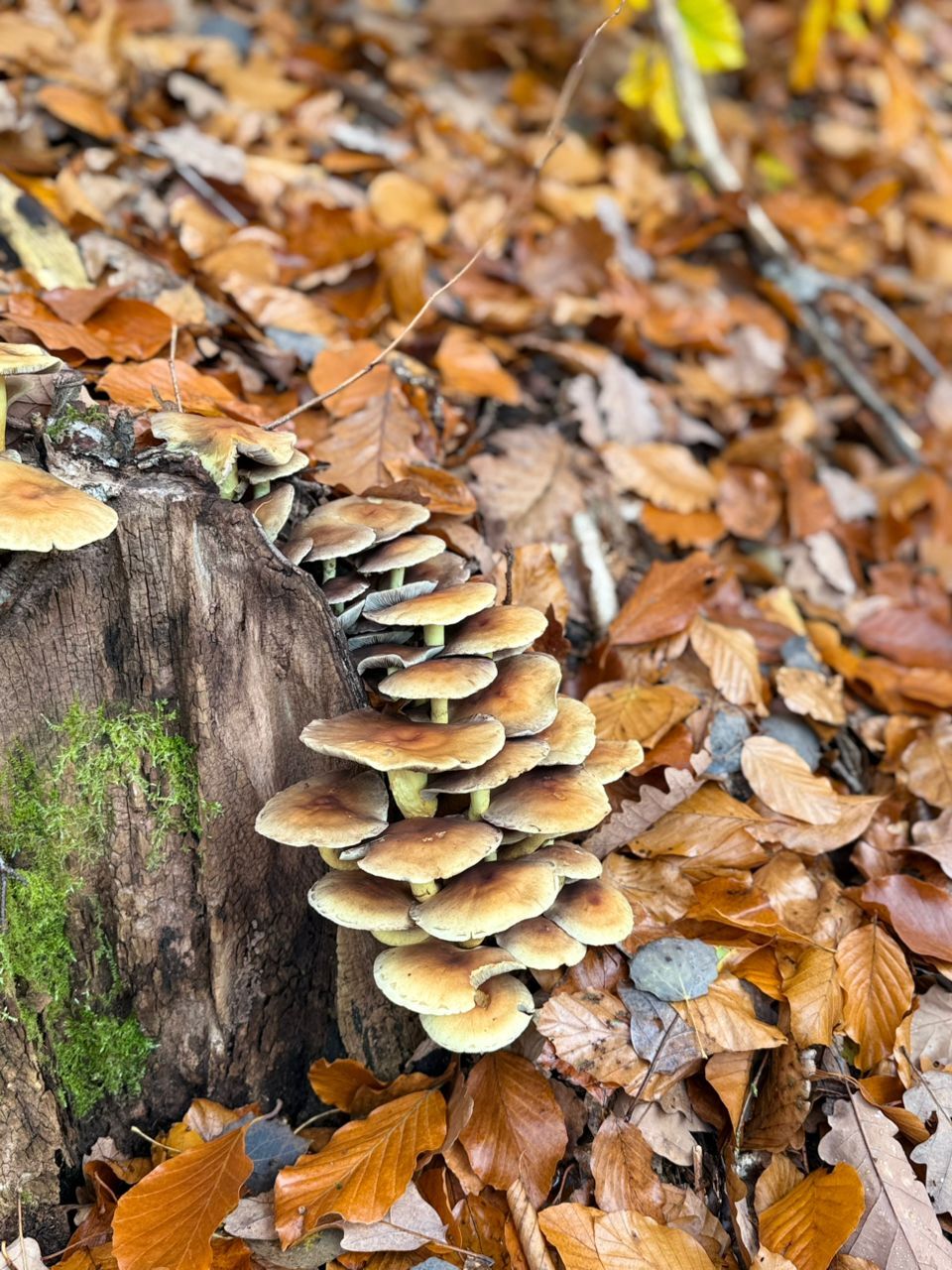 Pilze, Foto: Bernd Müller, Lizenz: NaturFreunde Oberbarnim e.V.