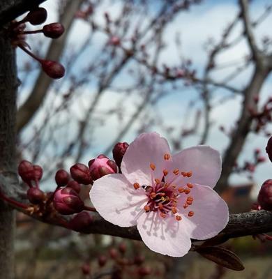 Foto: Image by schilaelli from Pixabay, Lizenz: Image by schilaelli from Pixabay