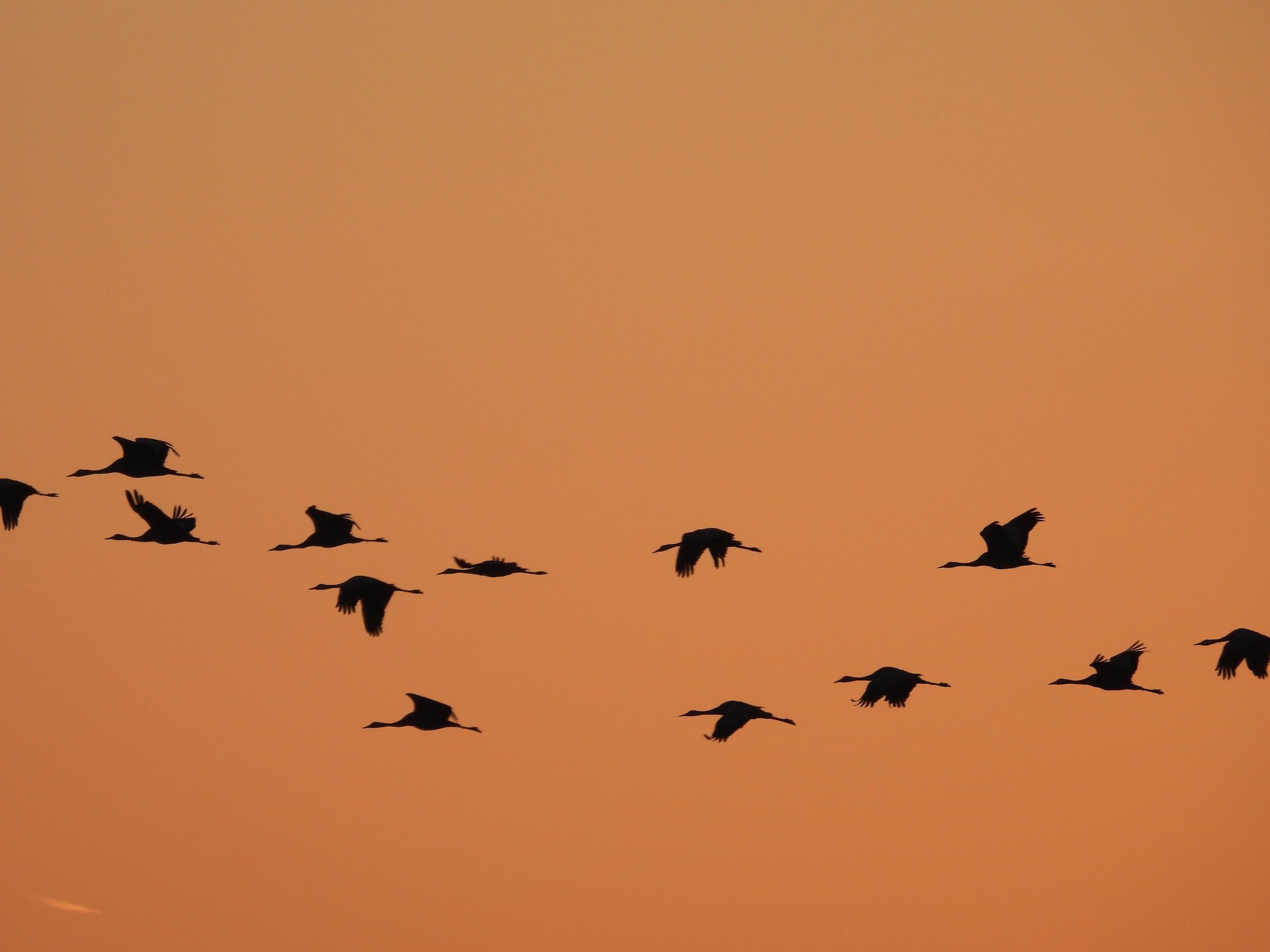 Morgendlicher Abflug der Kraniche, Foto: Ricarda Rath, Lizenz: Naturwacht Brandenburg