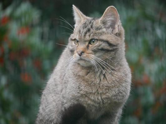 28. SALONABEND – Auf leisen Pfoten: Wildkatzen im Barnim