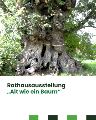 Rathausausstellung „Alt wie ein Baum“ von Rüdiger Schulz