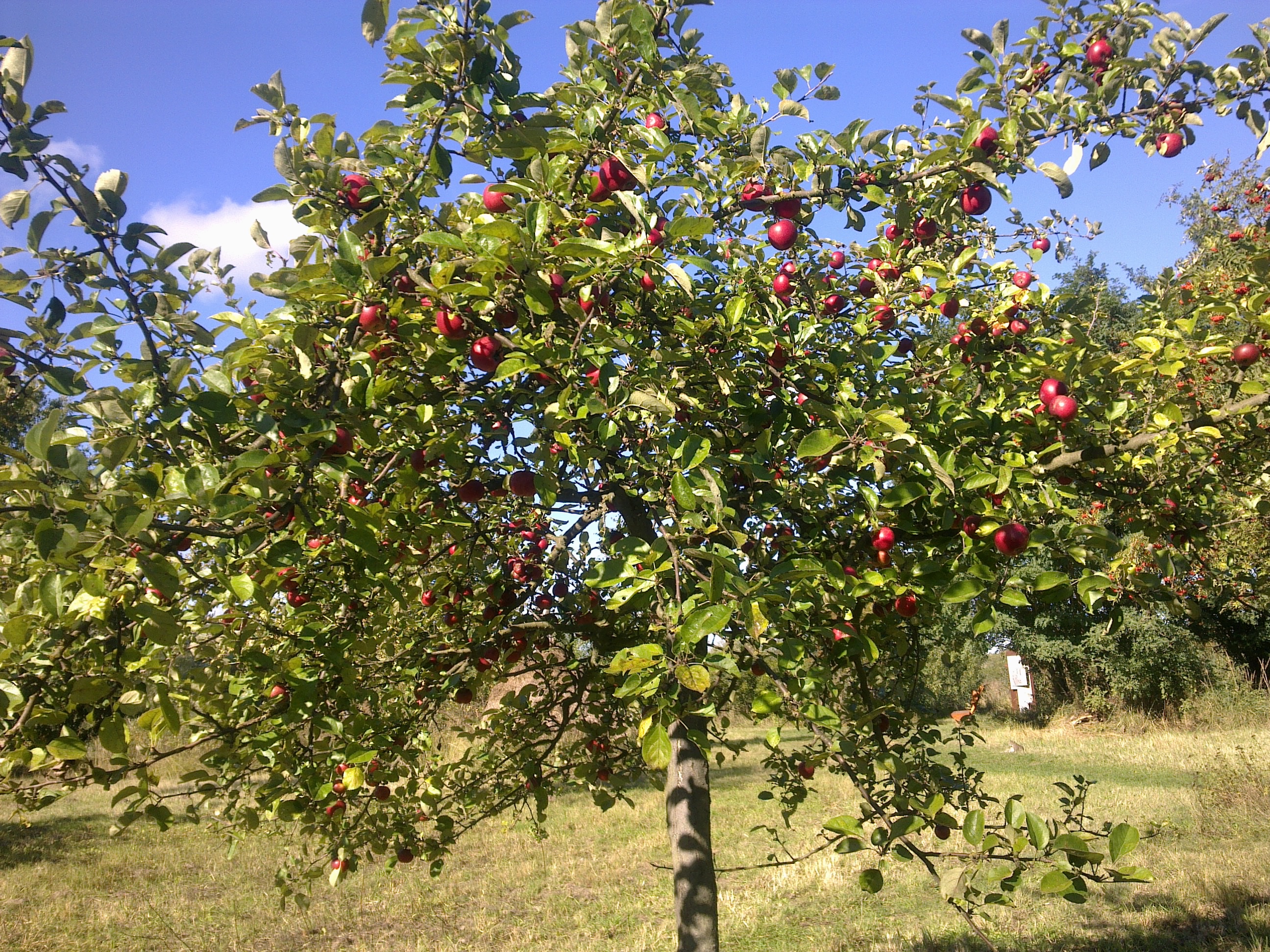 Foto: NABU BBM, Lizenz: NABU BBM